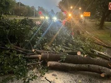 TreeonRoad27April24horizontal