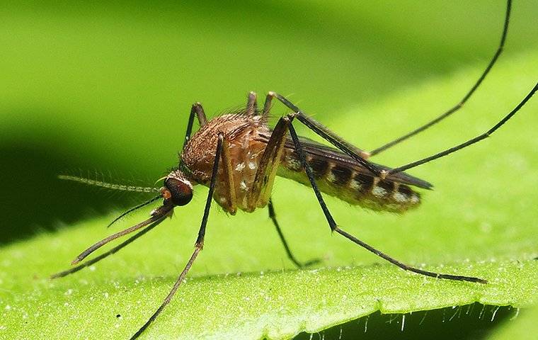 mosquito-perched-on-a-leaf